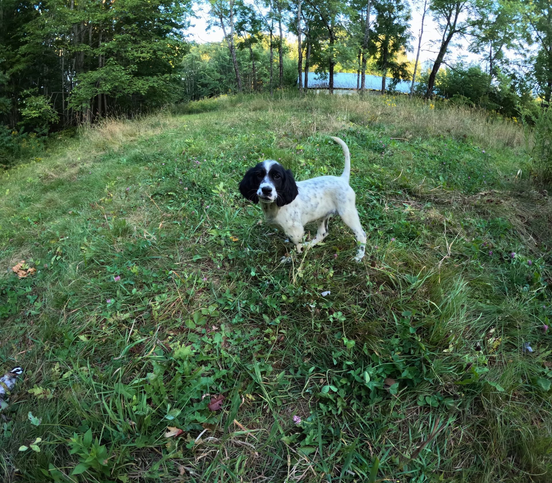Dog with black and white markings stands on a grassy hill, looking towards the camera.