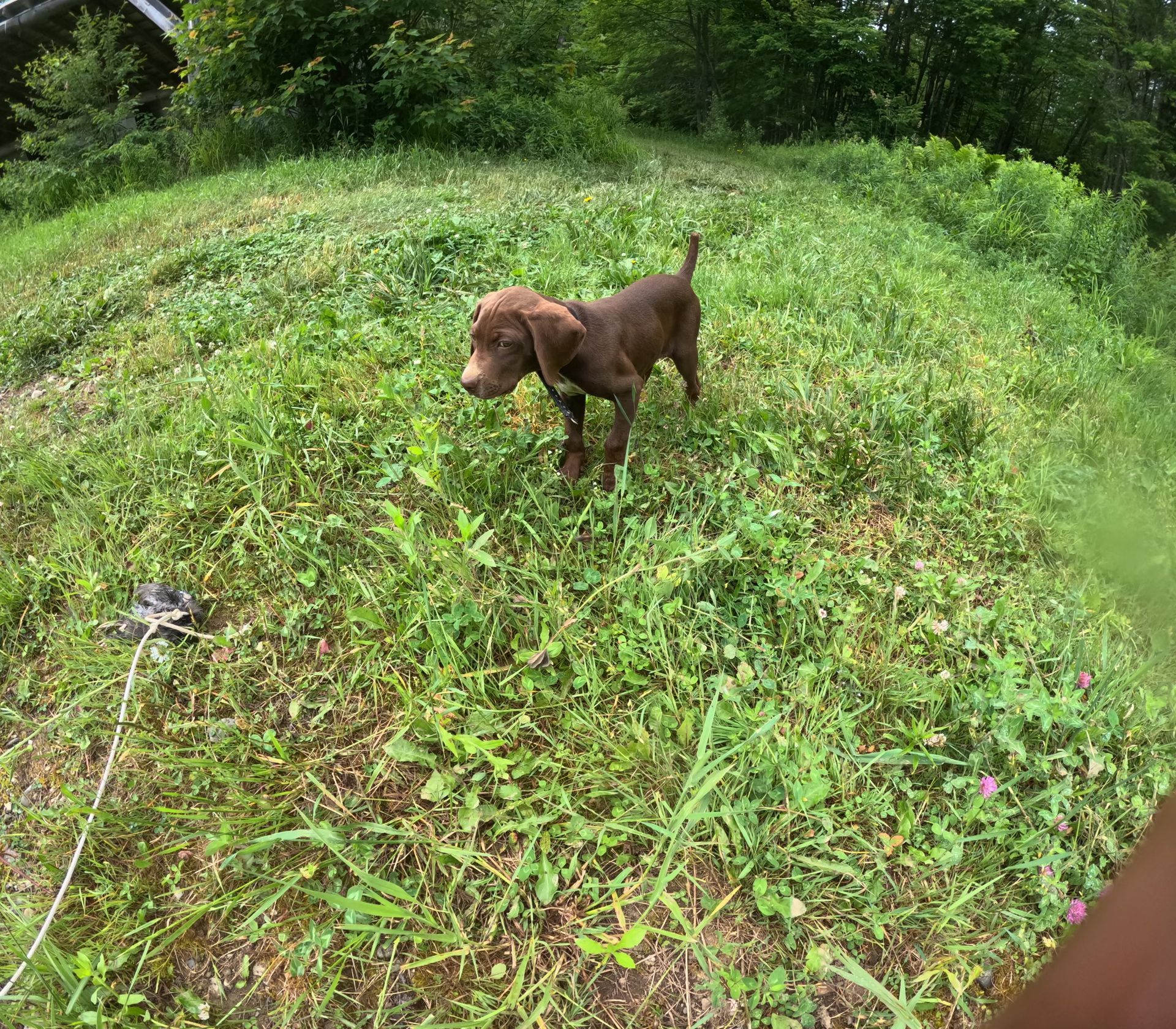 Brown puppy standing in a grassy area, looking to the side.