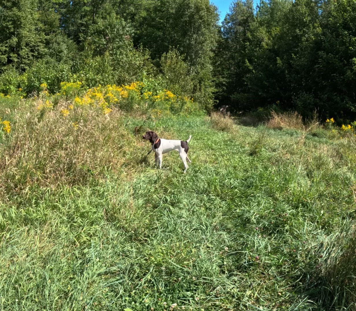 Dog standing in a grassy field, with trees in the background under a blue sky.