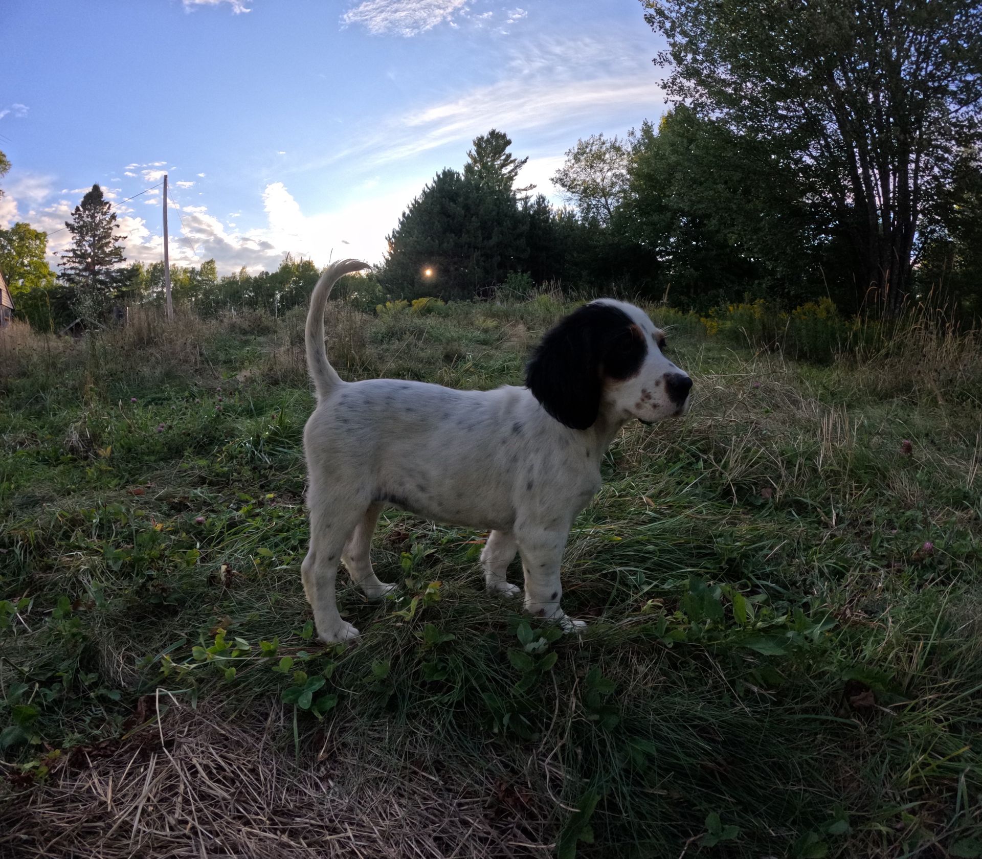 White and black puppy stands in a grassy field, looking alert with a bright sky and trees in the background.