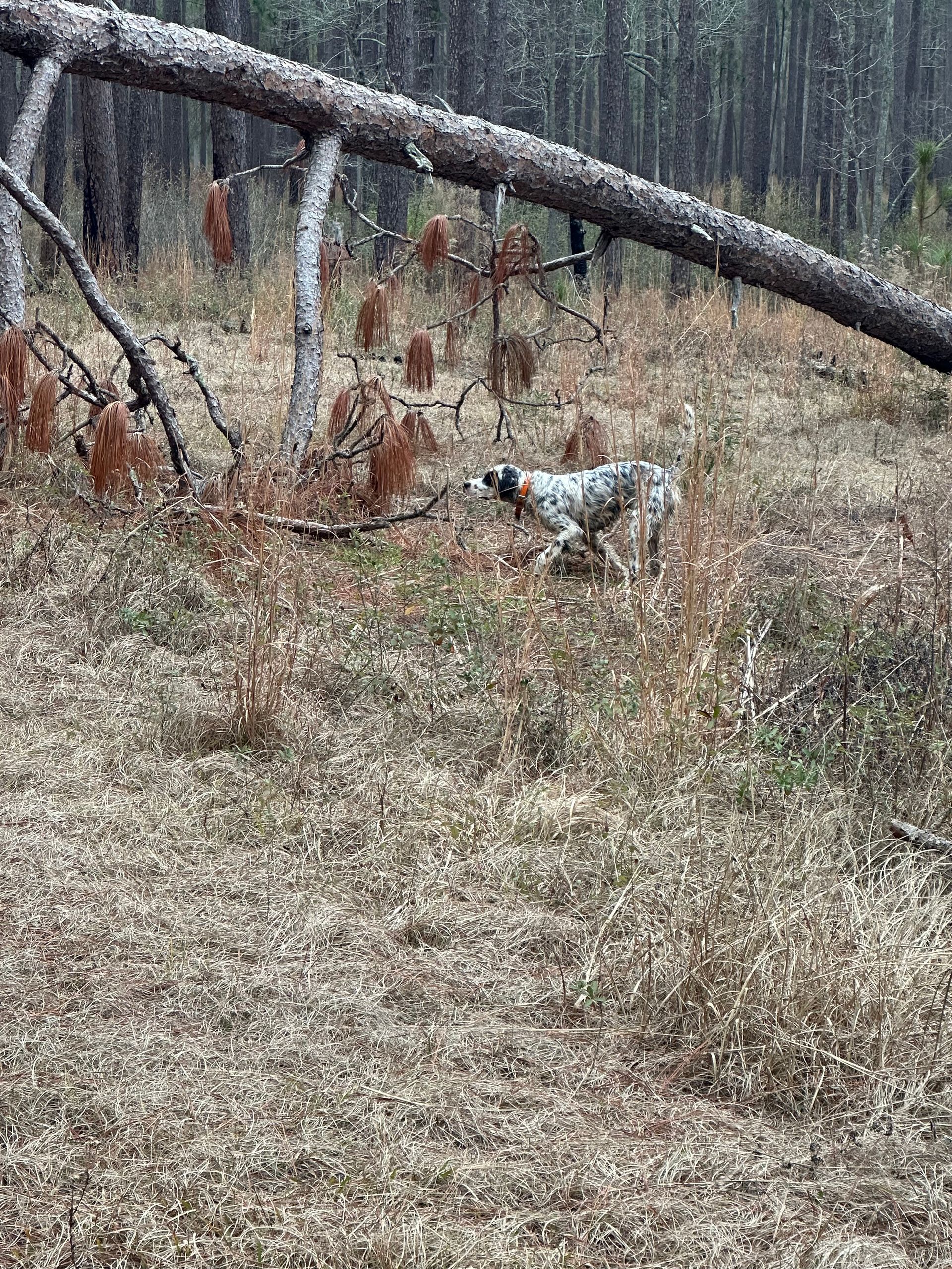 Dog with speckled fur running through dry grassy field near fallen tree.