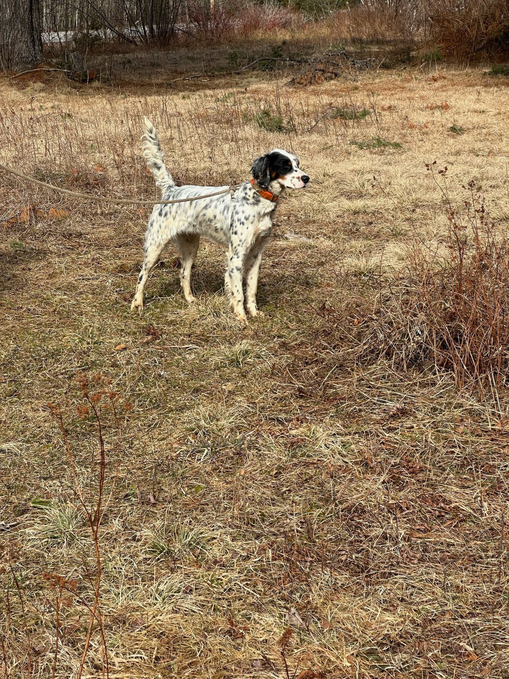 A black and white dog is standing in a field of dry grass.
