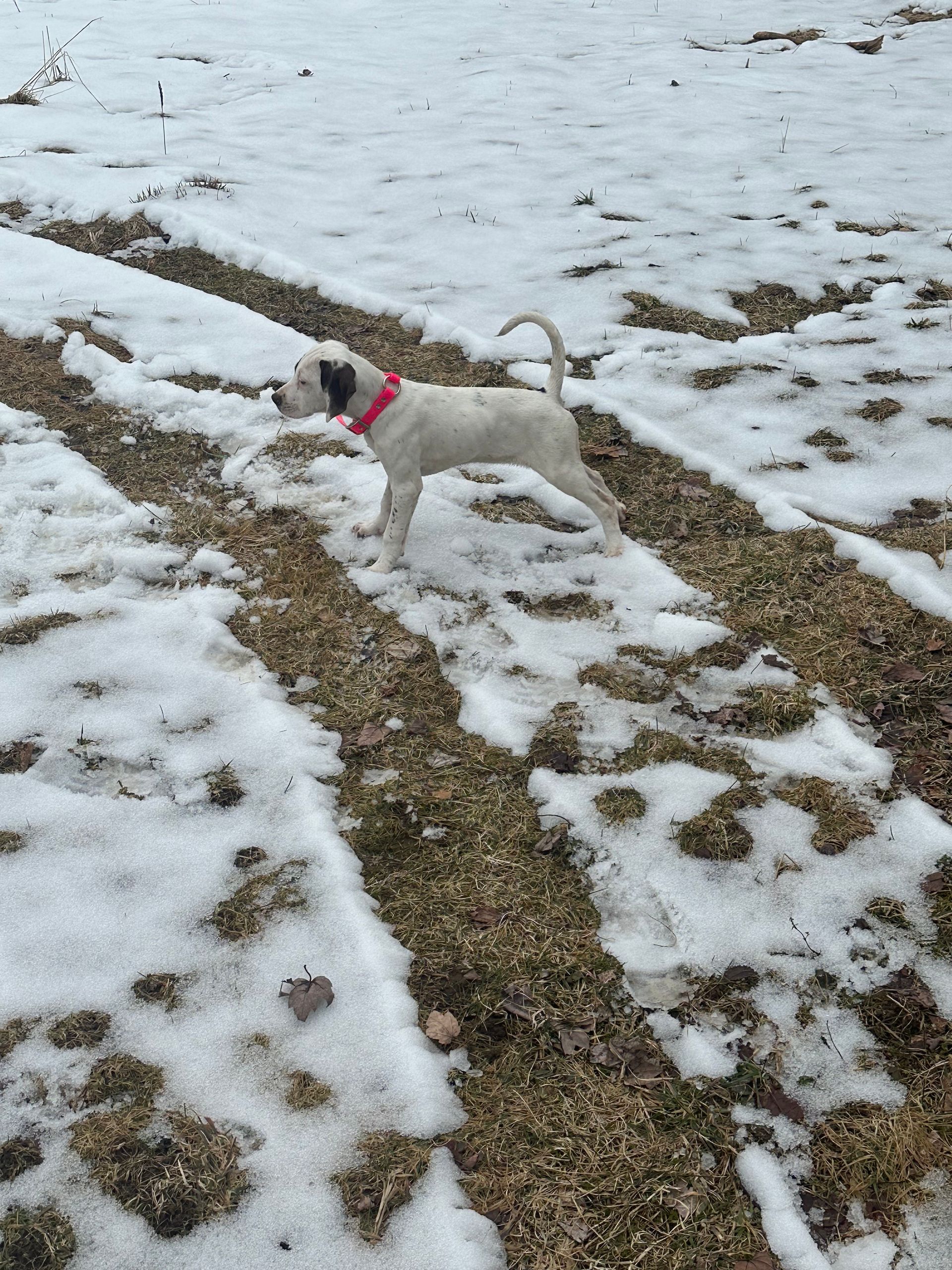 White dog with black spots stands in melting snow, wearing a pink collar.