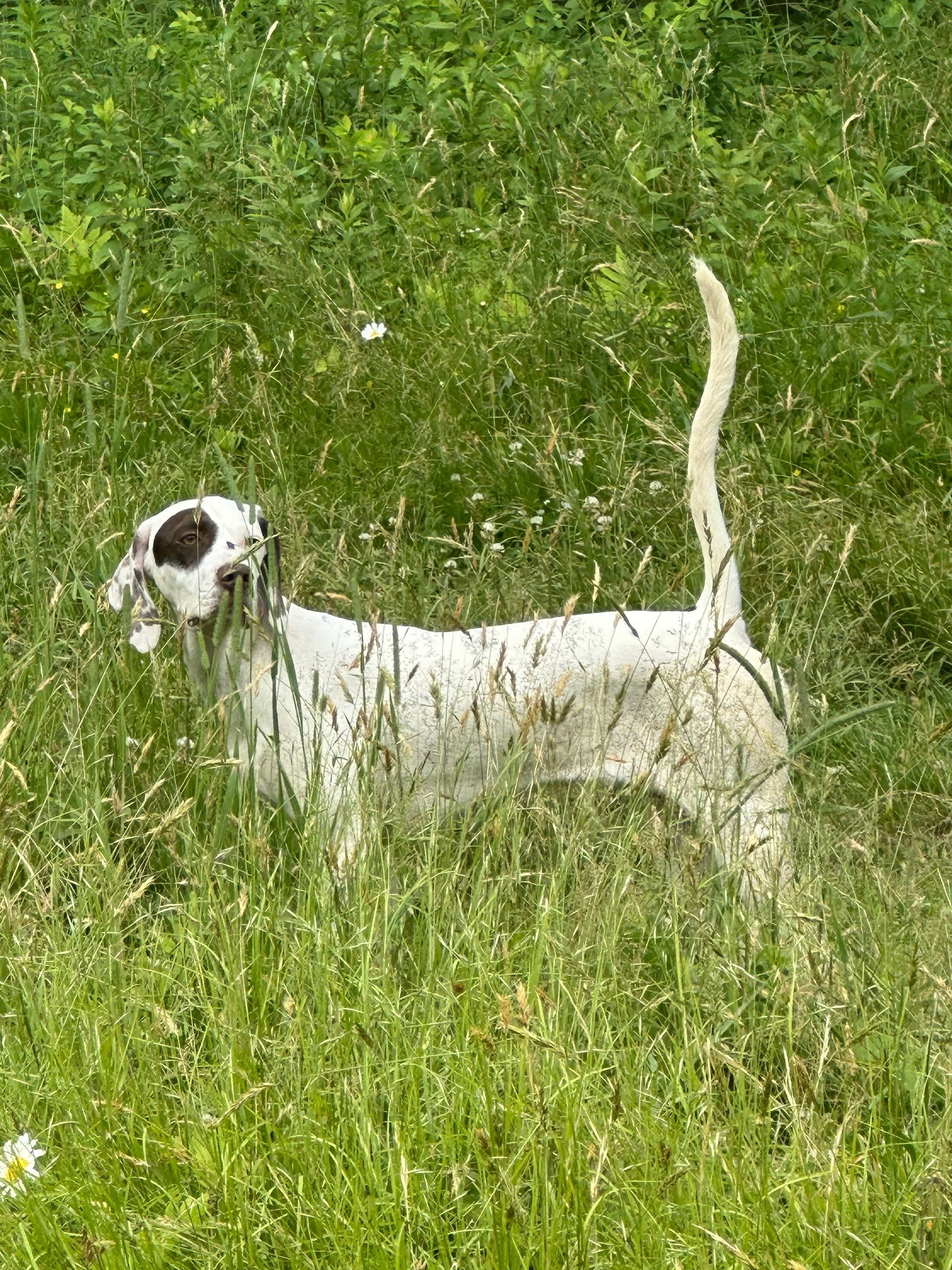 White dog with brown patch on head stands in tall green grass.