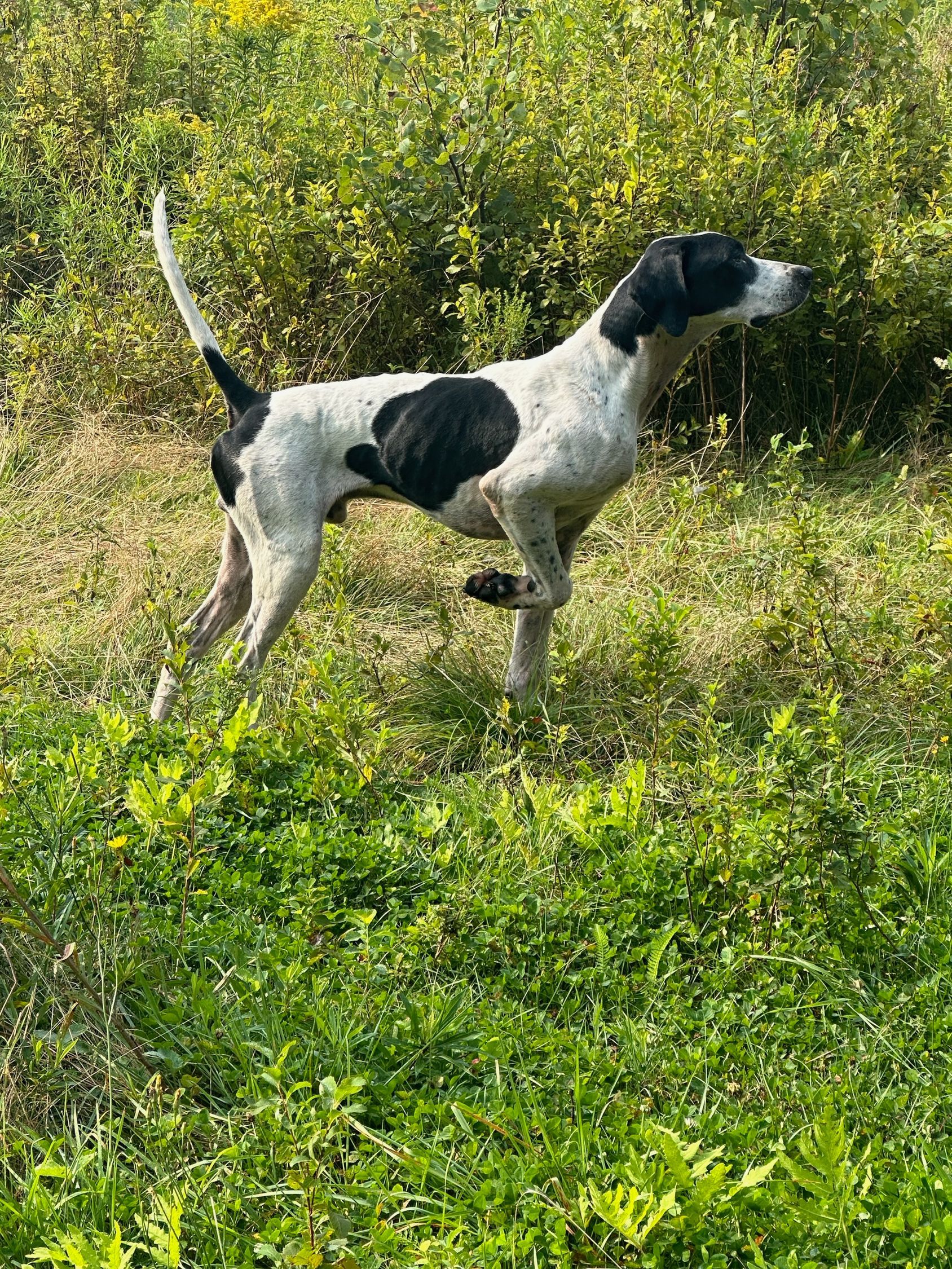 A black and white dog is standing in a grassy field.