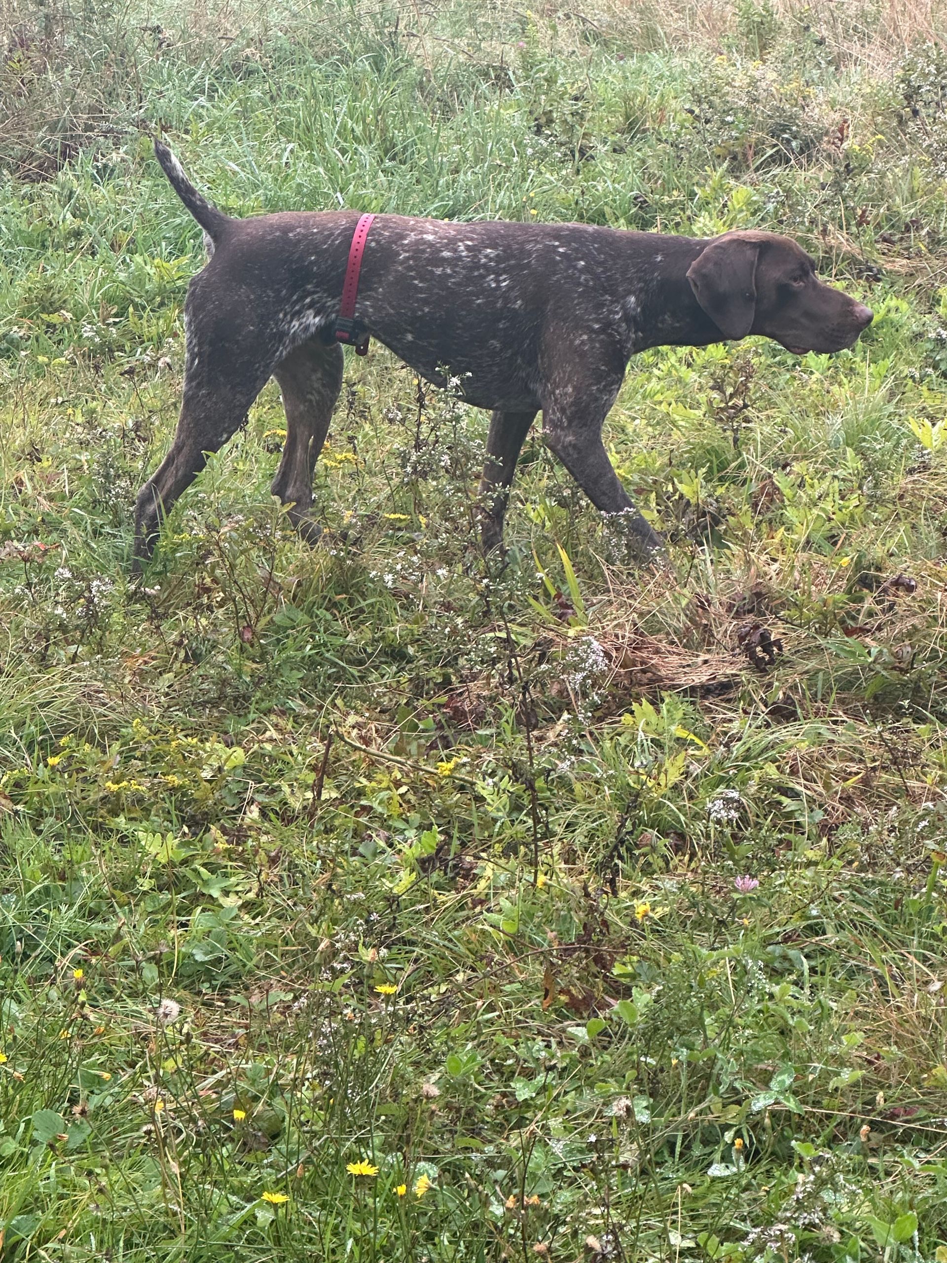 A brown dog with a red collar is standing in the grass.