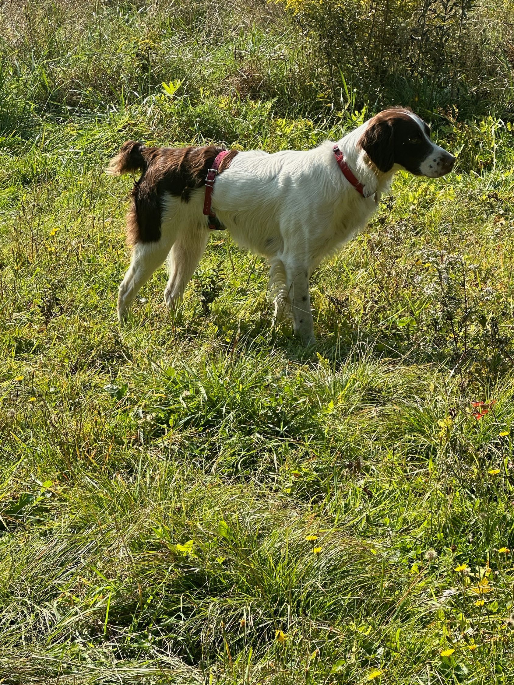 A brown and white dog is standing in a grassy field.