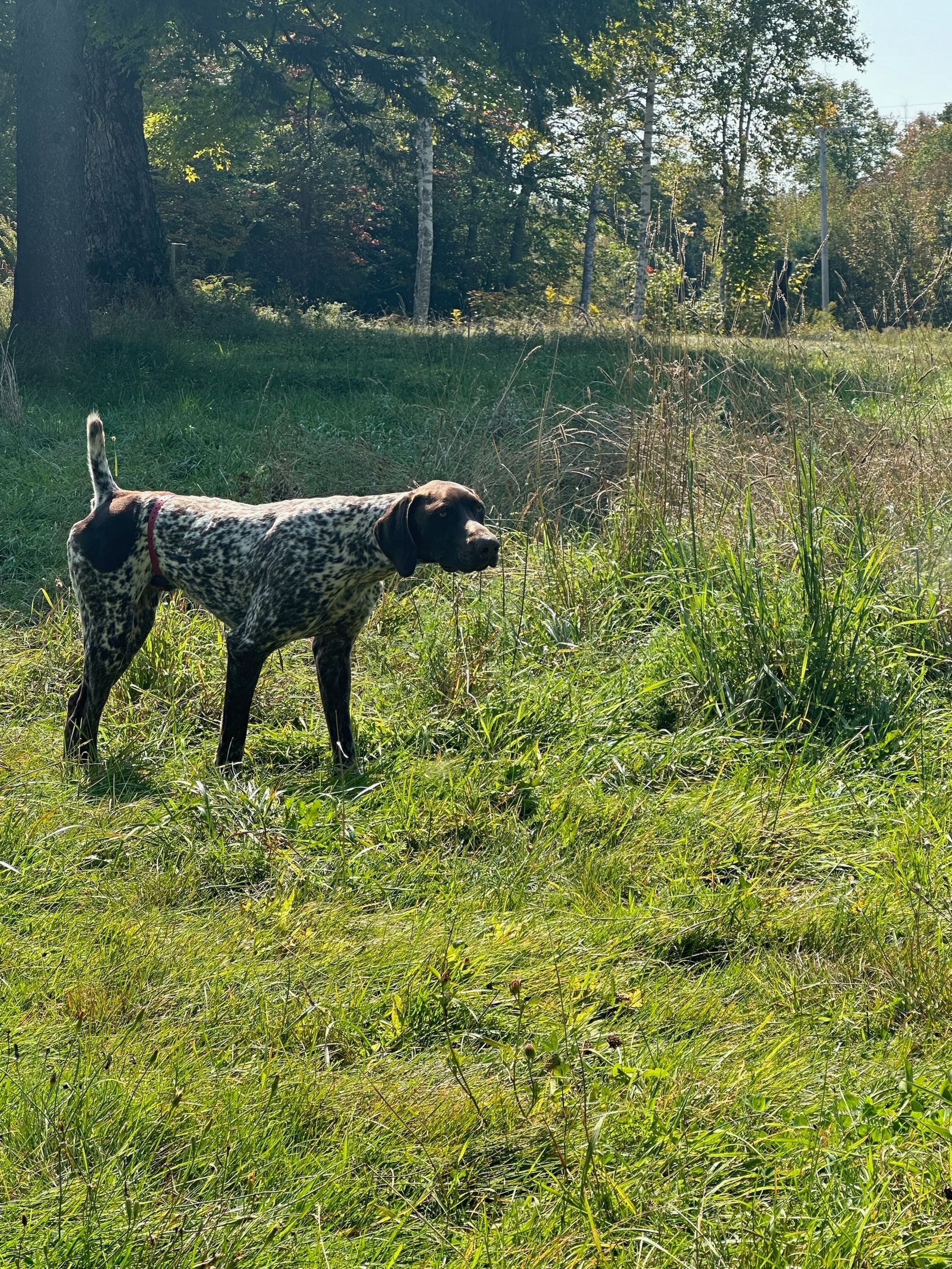 A dog is standing in the grass in a field.