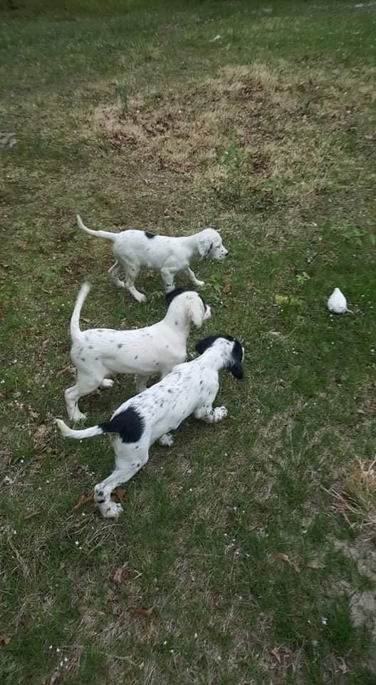 Three dalmatian puppies are running in a grassy field.