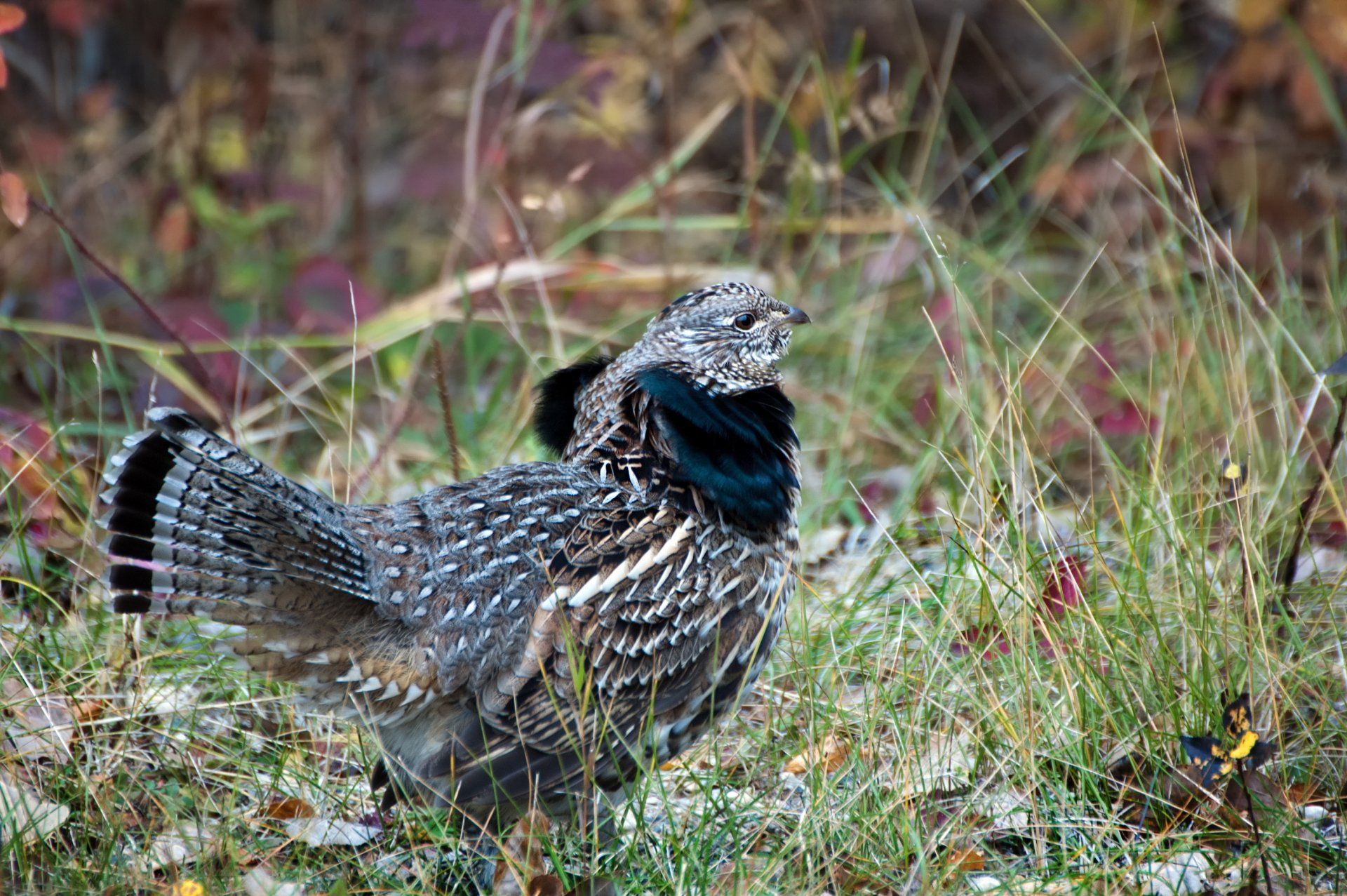 A close up of a bird standing in the grass.