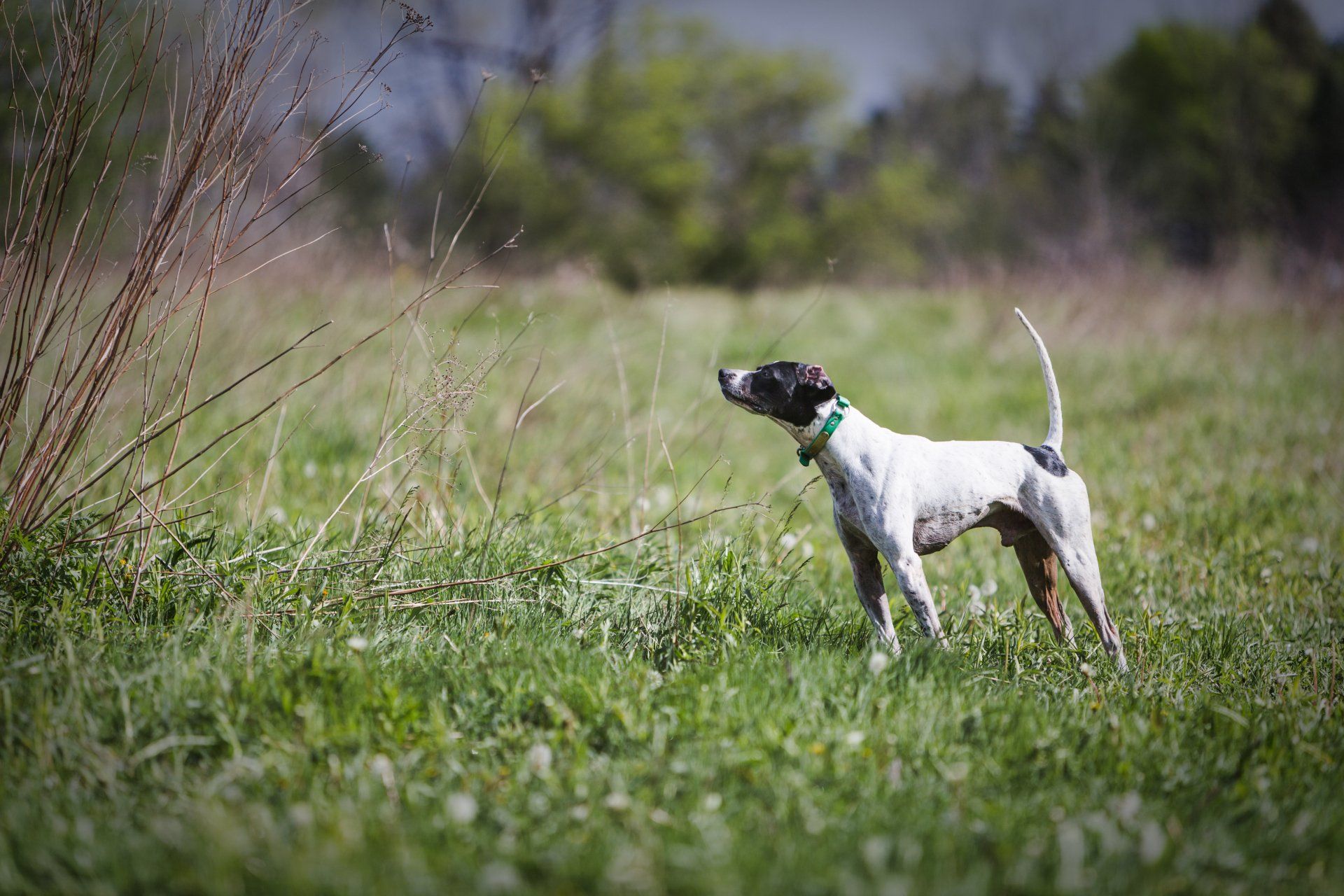 winter pointing dog trainer