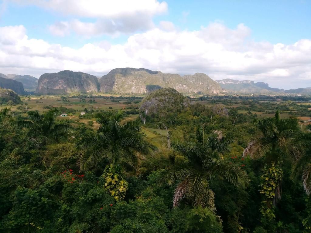 Lush green valley with palm trees and mountains under a blue sky.