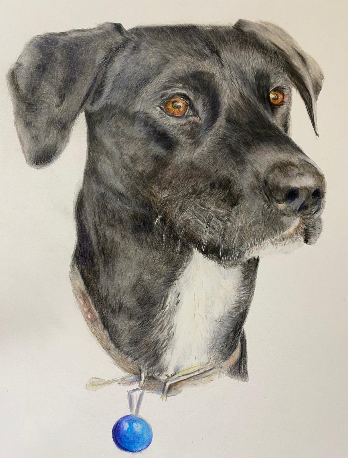 Dog portrait with brown eyes and black and white fur.