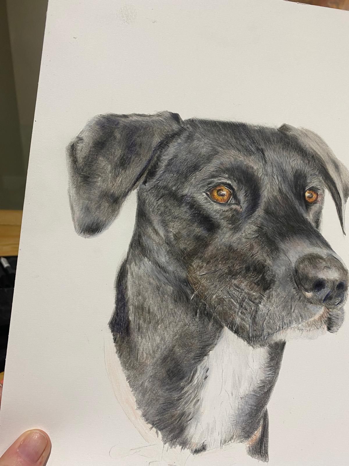 Dog portrait with brown eyes and black and white fur.