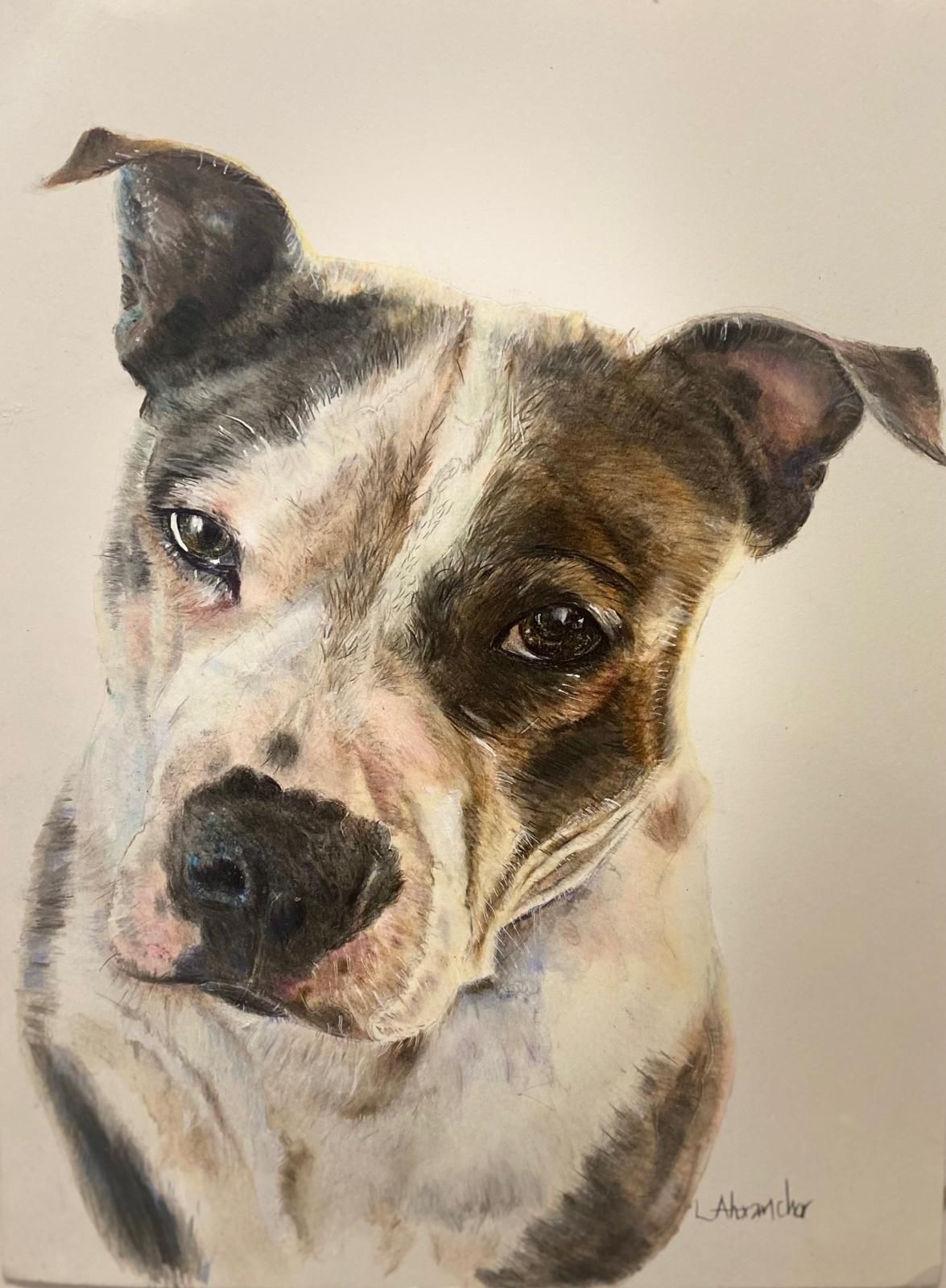 Pit bull dog with white and brown markings, tilted head, soft gaze.