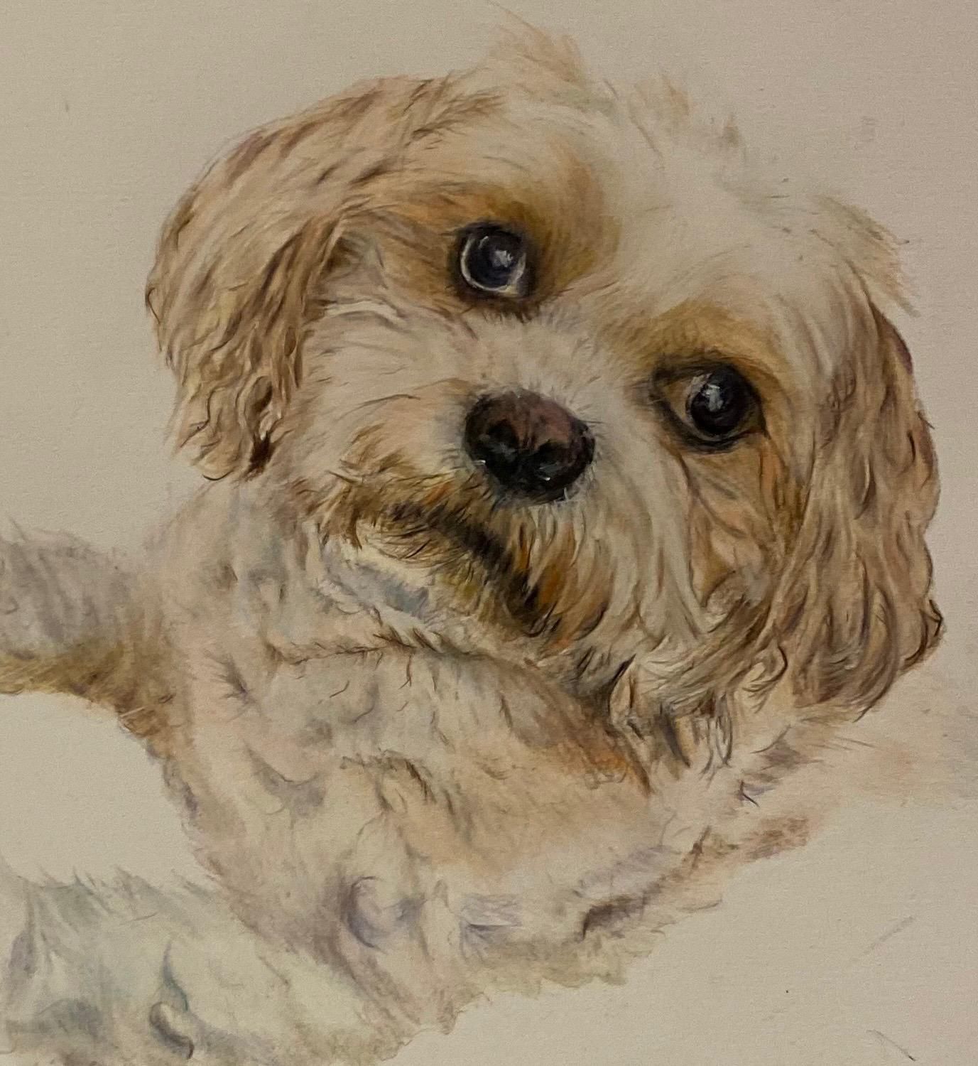 Tan and white dog with soft, brown eyes looking upward.