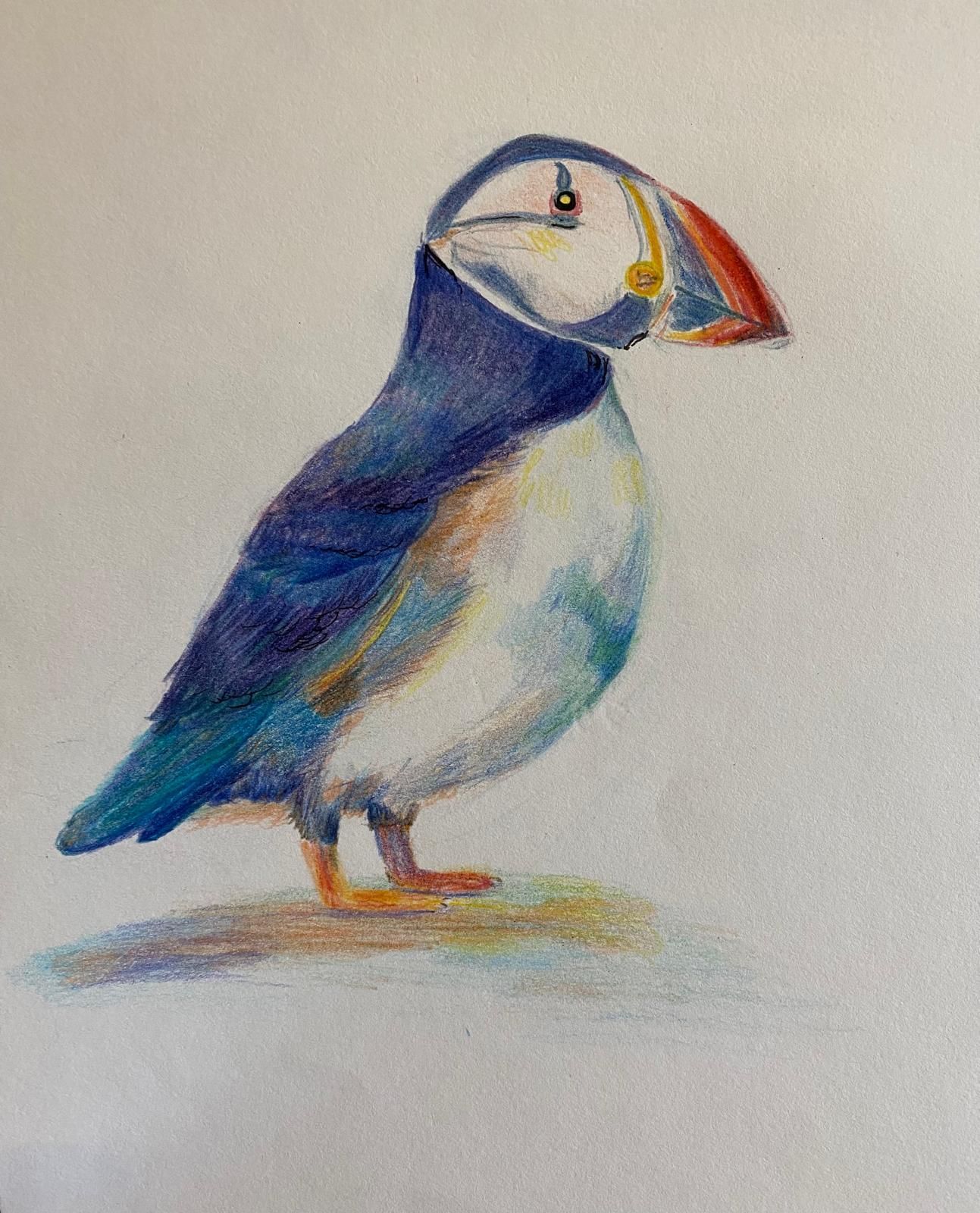 A colorful drawing of a puffin bird standing on a light-brown surface. The bird has a white face, blue body, and orange beak.