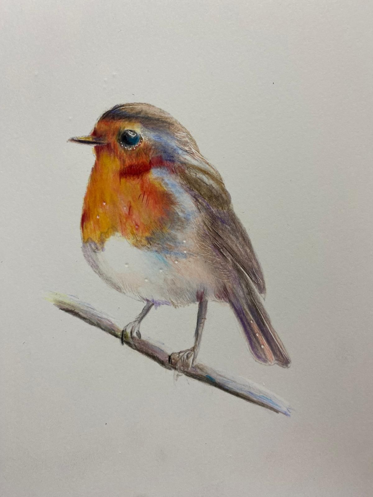 European robin with orange breast perched on a twig against a light background.