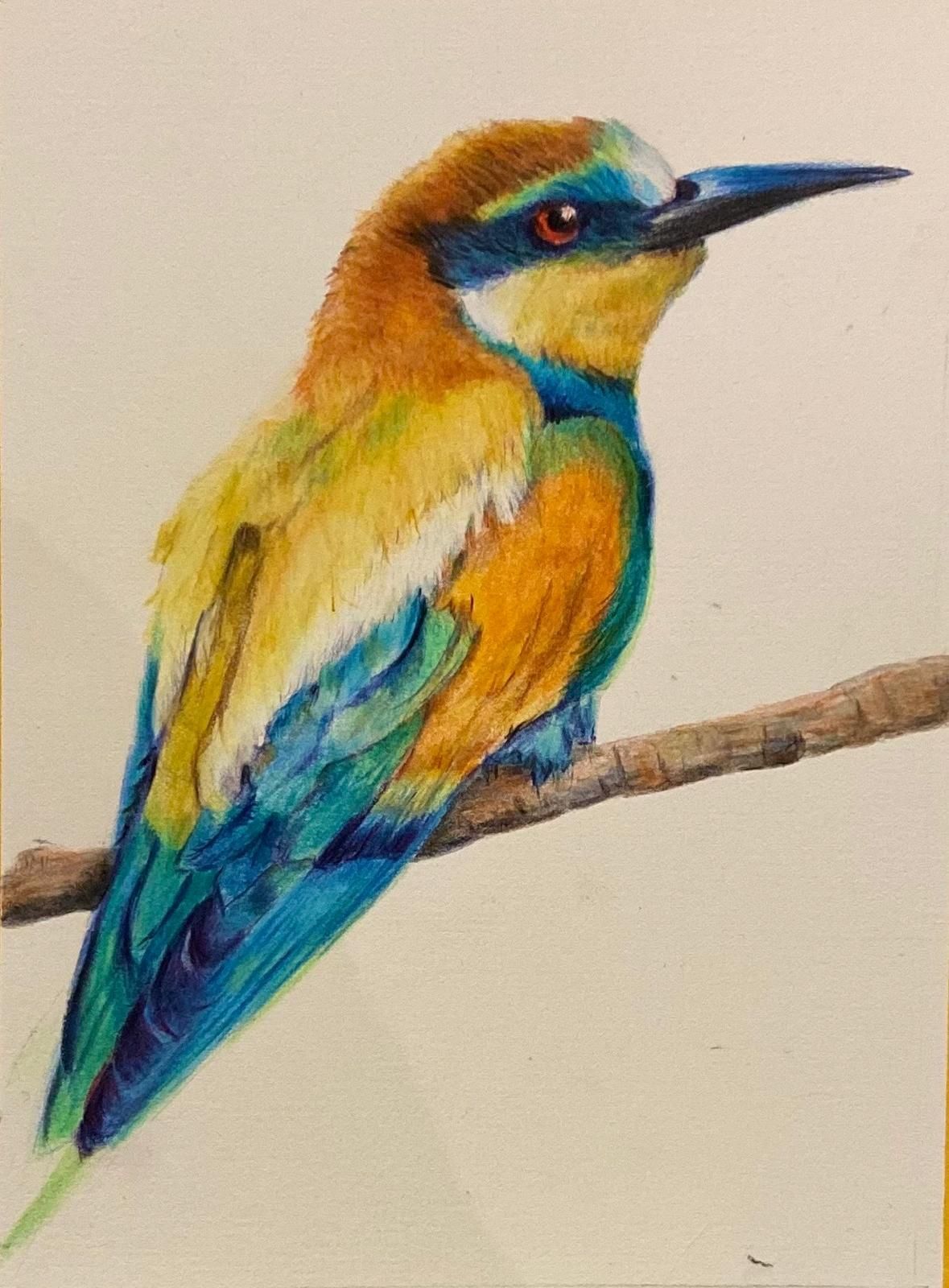 Colorful bird with blue, orange, and yellow plumage perches on a brown branch against a neutral background.