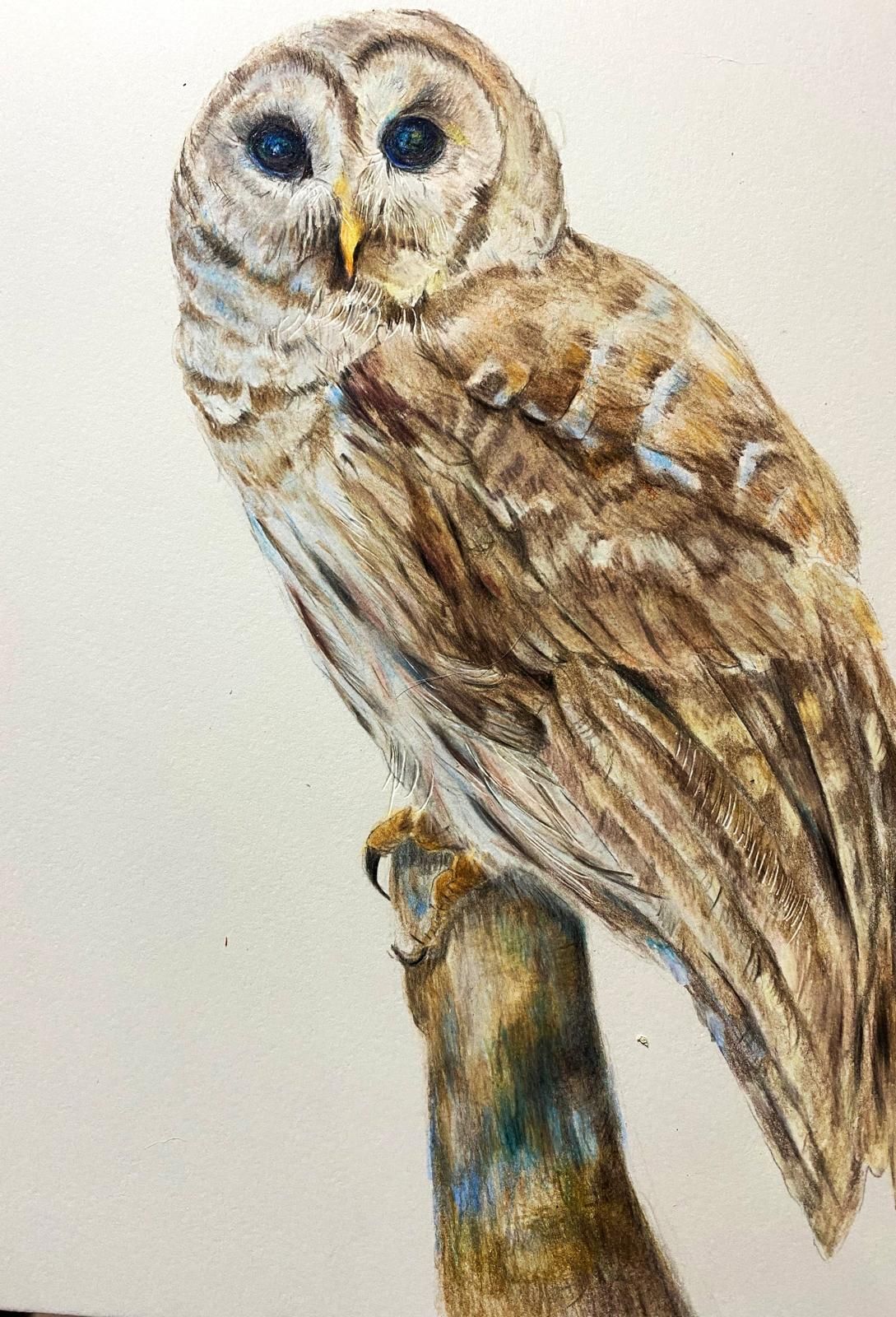 Owl perched on a branch, brown and white feathers, yellow beak, blue eyes.