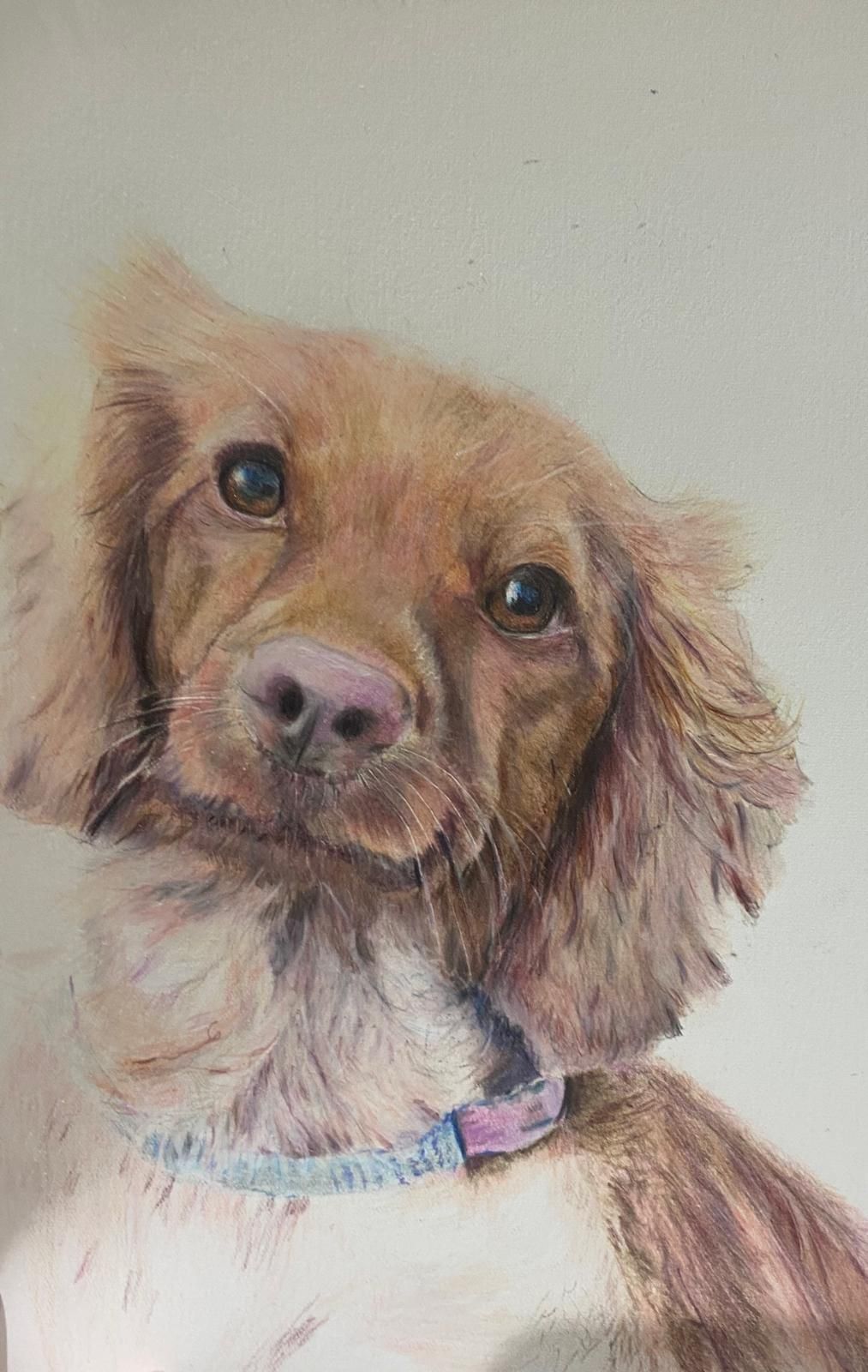 Brown dog with floppy ears, looking at the viewer, wearing a blue collar.