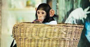 Monkey In The Basket — Noblesville, IN — AC Trash Hauling & More