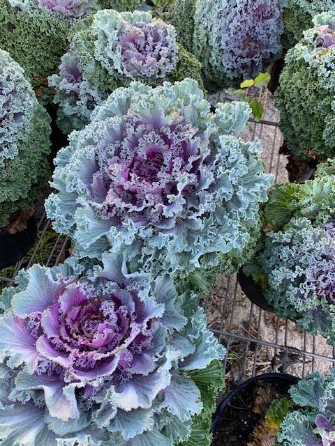 Ornamental cabbages in shades of purple, green, and blue.