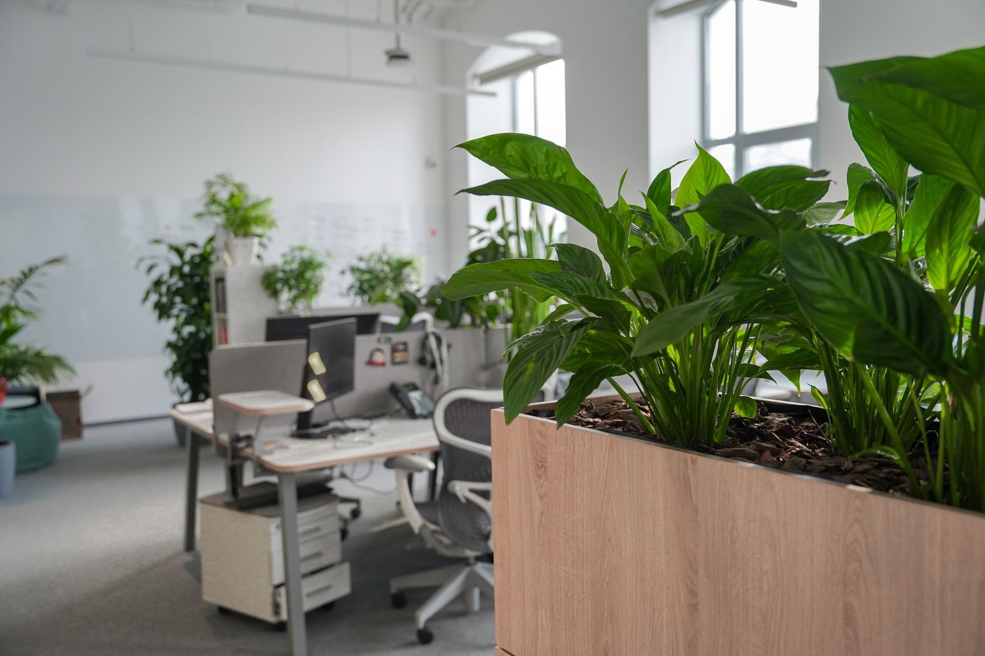 Modern office with desks, chairs, and large green plants in a bright workspace.