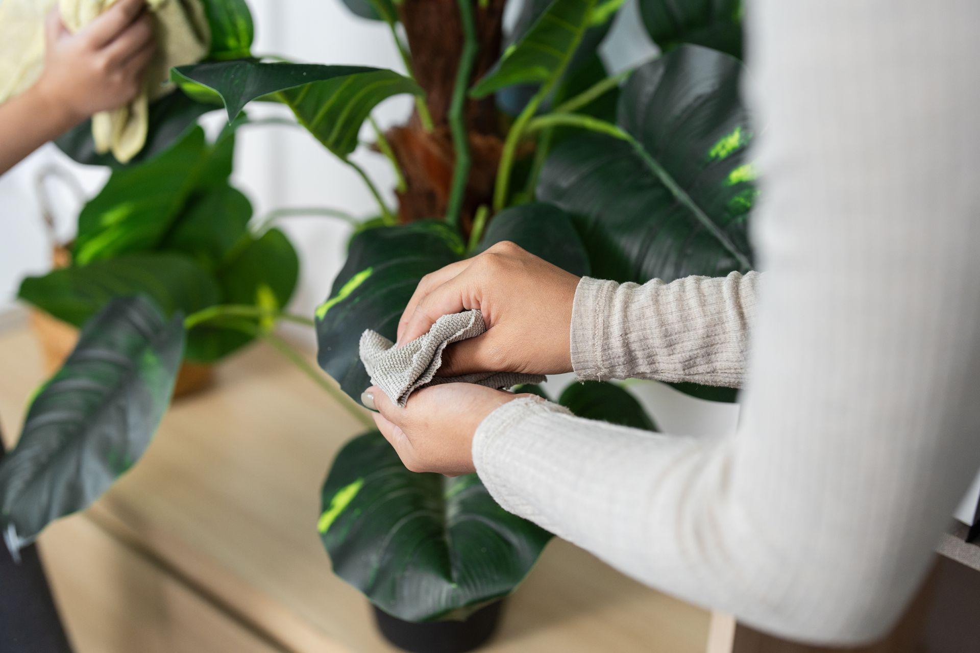 Person cleaning a large-leafed plant with a cloth; indoor setting, cream-colored sleeves visible.