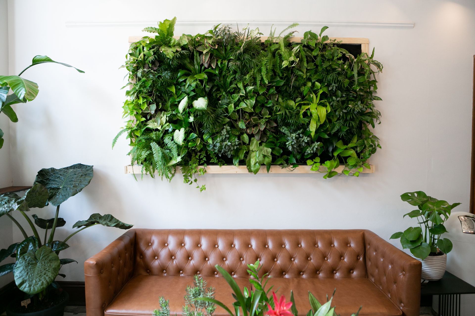 Living wall indoors over a brown leather couch.