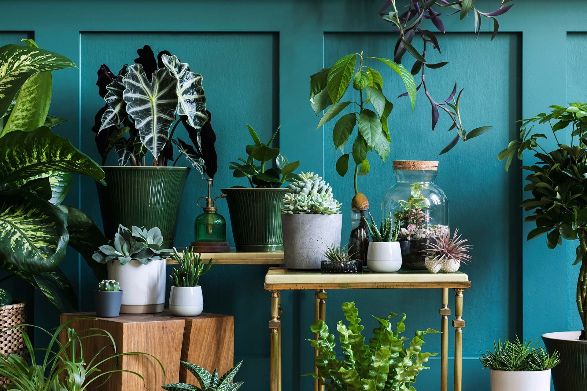 Indoor display of potted houseplants and succulents arranged on tables.