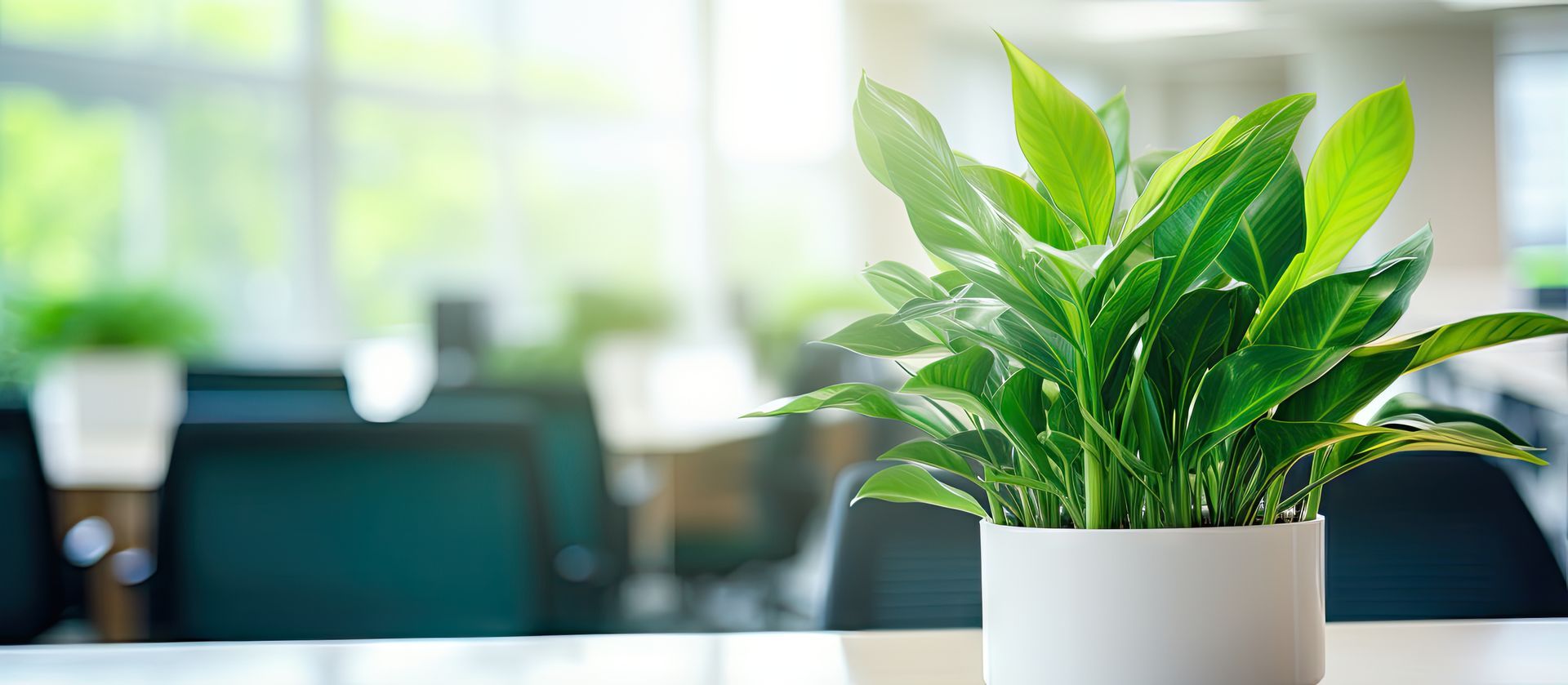 A lush tropical plant in a white pot sits on a desk in a bright modern office. A lush tropical plant in a white pot sits on a desk in a bright modern office.