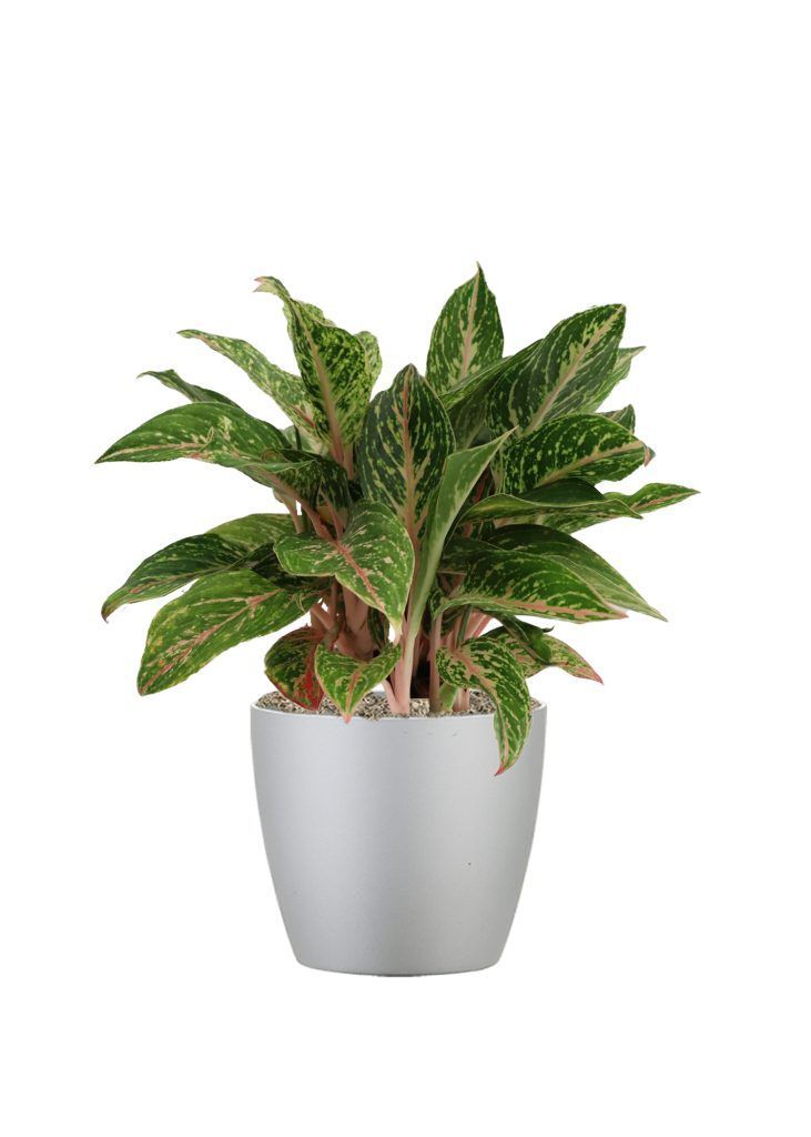 Aglaonema Plant