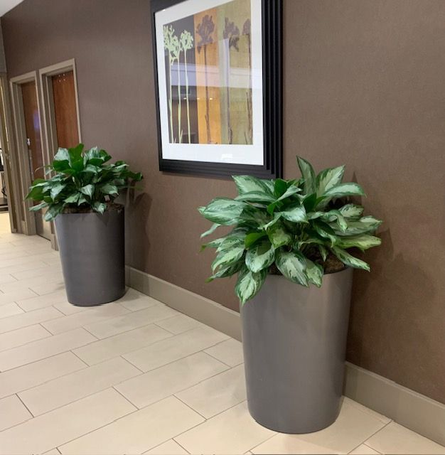 Two potted plants sit in a hallway with a picture on the wall. The wall is brown. The floor is tiled.