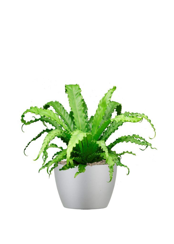 Ferns Plant