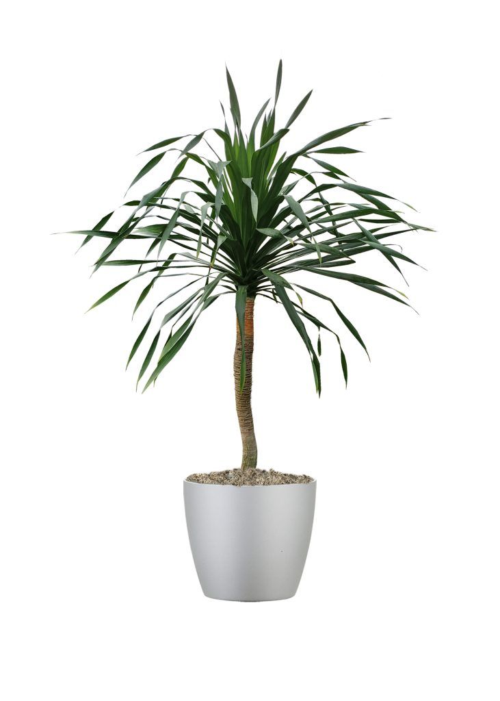 Dracaena plant in a silver pot, tall trunk with long green leaves.