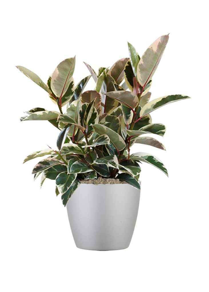 Variegated rubber plant in a silver pot.
