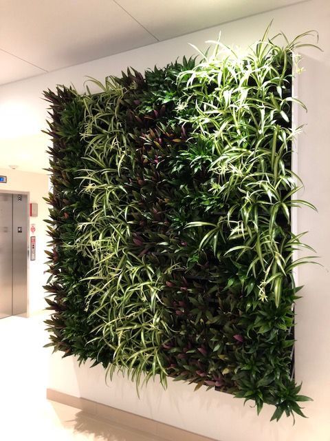 Living wall with various green and purple plants in a white frame, in a well-lit hallway.