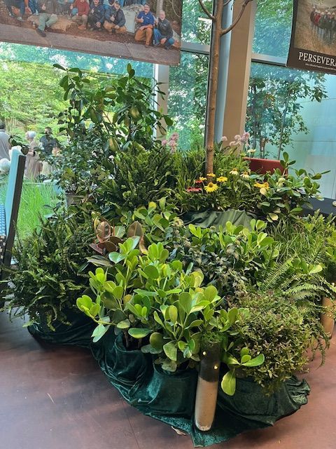 Arrangement of various green plants in a velvet-draped display, indoors near a window.