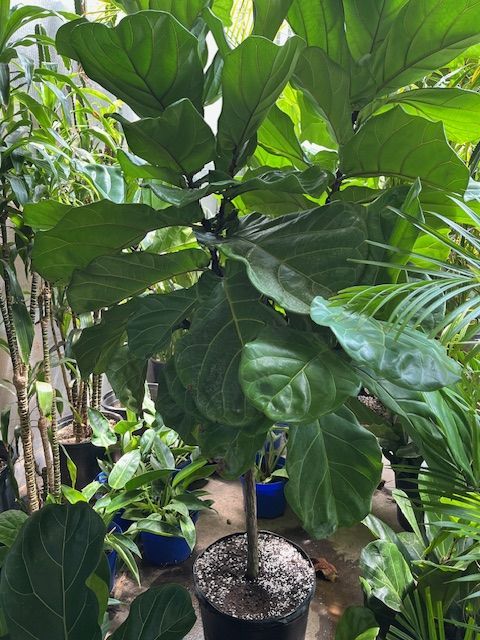 Large Fiddle Leaf Fig tree in a black pot, surrounded by other plants in a bright setting.