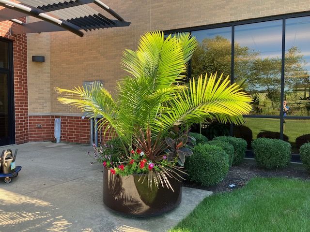 Large outdoor planter with a palm tree and colorful flowers in front of a building with a glass window and green lawn.