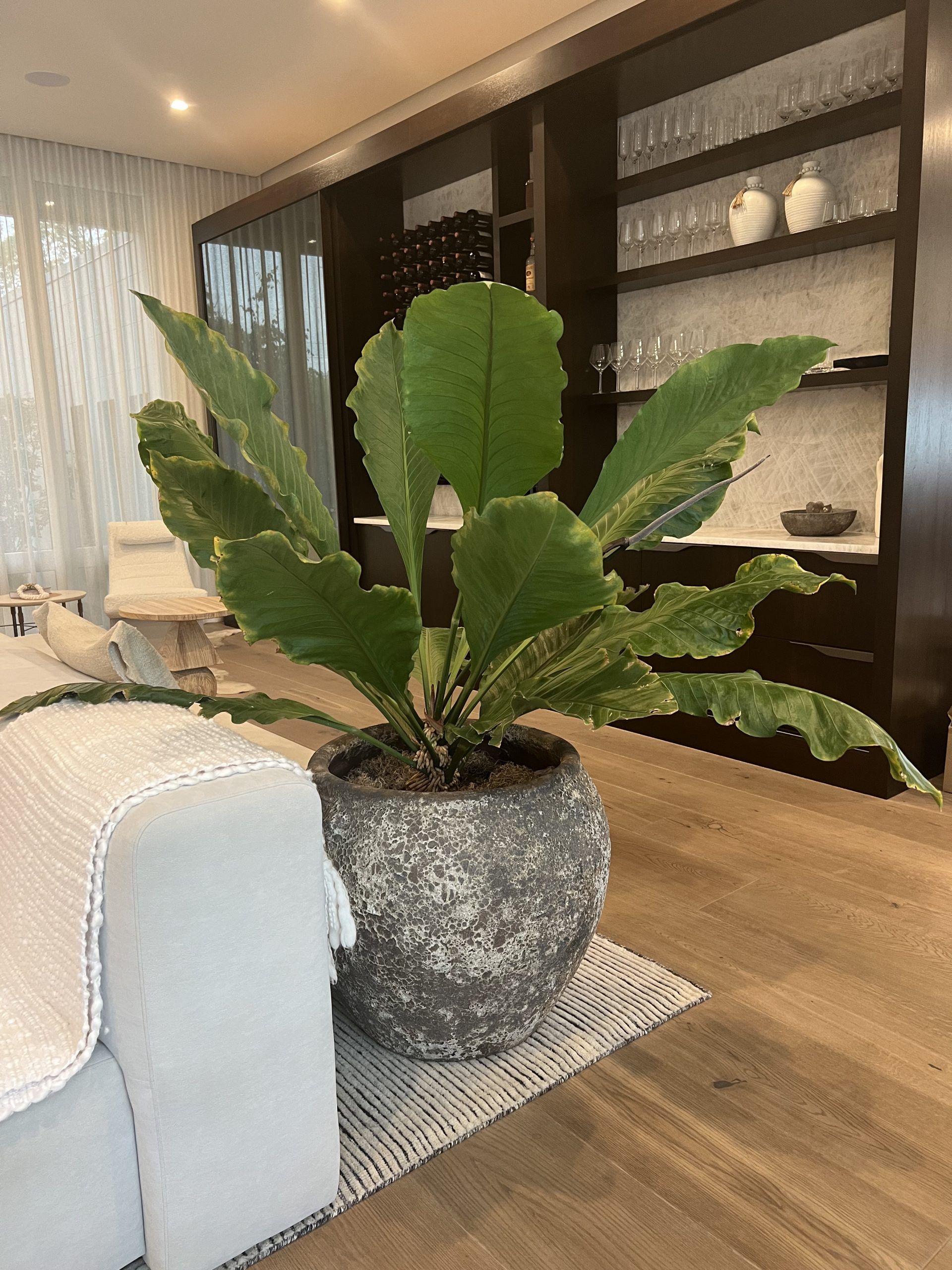 Large potted Bird's Nest fern with textured pot in a room with a dark wooden cabinet and wooden floors.