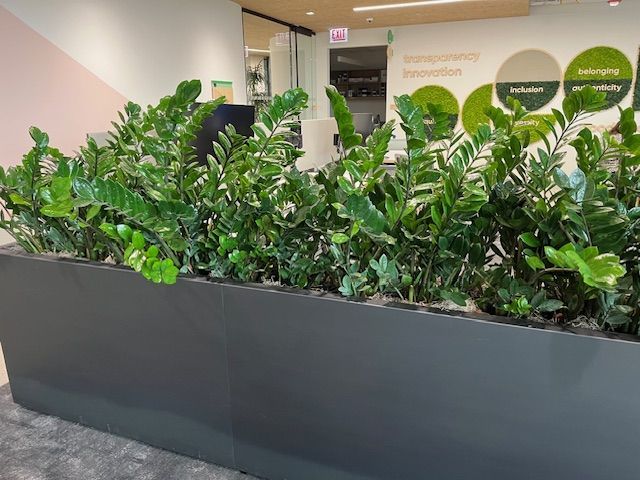 Zamioculcas Zamiifolia In Office Environment.