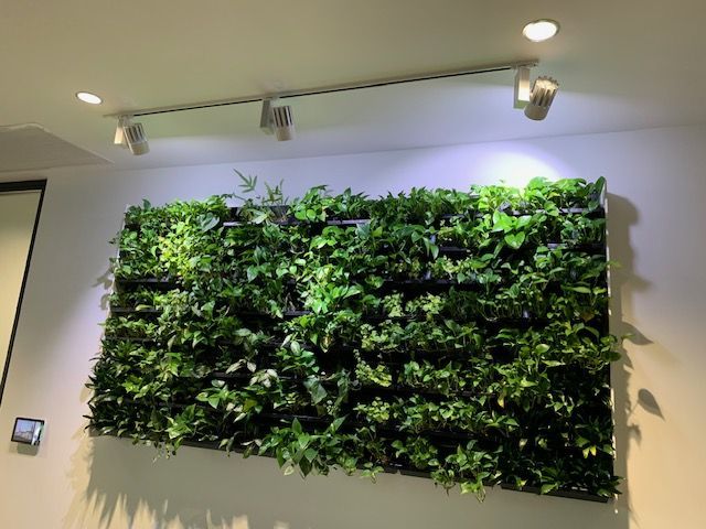 Living wall with lush green plants on a white wall, lit by track lighting.