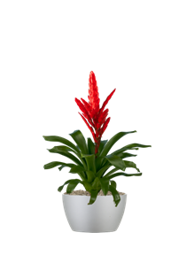 A bromeliad plant with a vibrant red flower spike, potted in a smooth, light-gray bowl against a plain white background.