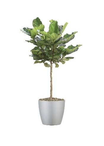Ficus Lyrata