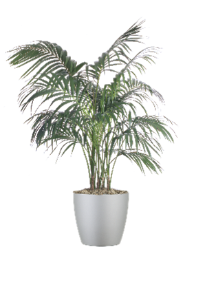 Kentia Palm