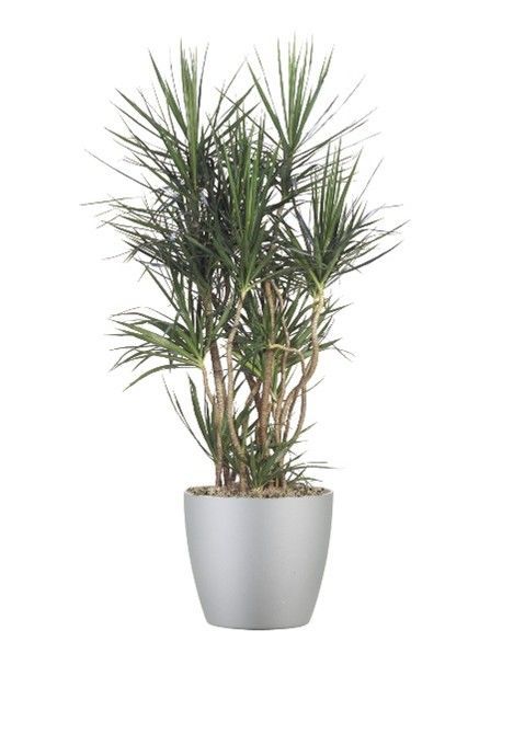 A Dracaena marginata plant with long, thin, spiky green leaves in a sleek, light grey cylindrical pot.
