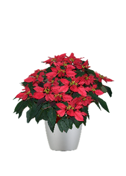 Poinsettia