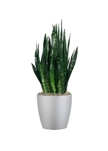 Snake Plant